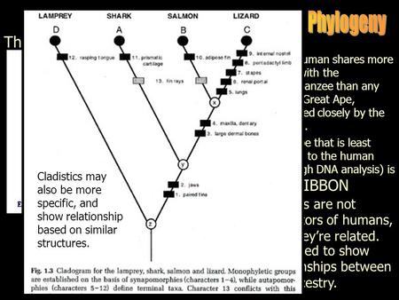 The Cladogram The cladogram is used to show evolutionary relationships between organisms, NOT ancestry. The human shares more DNA with the Chimpanzee than.