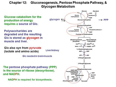 Chapter 12: Gluconeogenesis, Pentose Phosphate Pathway, &