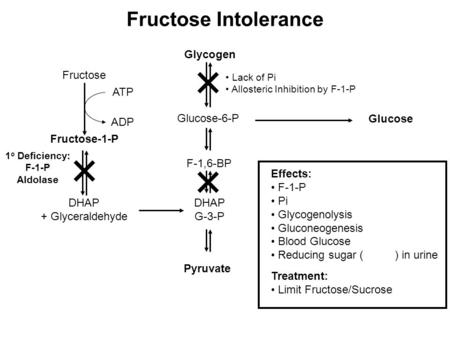 Fructose Intolerance Fructose Fructose-1-P DHAP + Glyceraldehyde ATP ADP Glycogen Glucose-6-P Lack of Pi Allosteric Inhibition by F-1-P F-1,6-BP DHAP G-3-P.