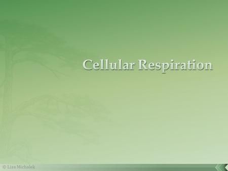 Cellular Respiration © Lisa Michalek.