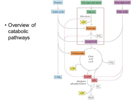 Overview of catabolic pathways