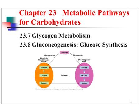 1 23.7 Glycogen Metabolism 23.8 Gluconeogenesis: Glucose Synthesis Chapter 23 Metabolic Pathways for Carbohydrates.