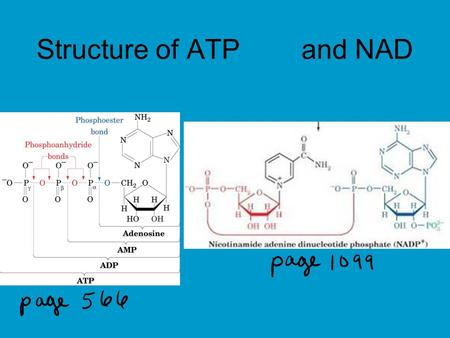 Structure of ATP and NAD. Purposes/Roles/Functions of Glycolysis 1. Produce ATP 2. Feed ATP production via PDH, TCA, ET, OP 3. Feed production of TCA.
