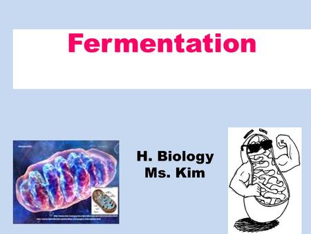 Fermentation H. Biology Ms. Kim. Fermentation Fermentation enables some cells to produce ATP without the use of oxygen (O2) Cellular respiration – Relies.