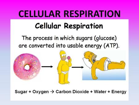 CELLULAR RESPIRATION. C 6 H 12 O 6 + 6 O 2 6 CO 2 + 6 H 2 O + ATP GLUCOSE OXYGEN CARBON DIOXIDE WATER ENERGY.