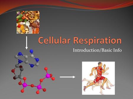 Introduction/Basic Info. Respiration Controlled release of energy from organic compounds in cells to form adenosine triphosphate (ATP) Glycolysis is the.