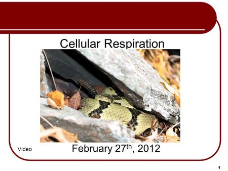 Cellular Respiration February 27 th, 2012 1 Video.