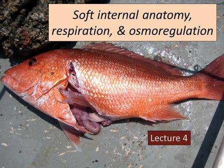 Soft internal anatomy, respiration, & osmoregulation