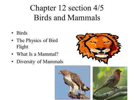 Chapter 12 section 4/5 Birds and Mammals Birds The Physics of Bird Flight What Is a Mammal? Diversity of Mammals.