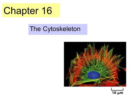 Chapter 16 The Cytoskeleton.