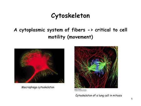 1 Cytoskeleton A cytoplasmic system of fibers -> critical to cell motility (movement) Macrophage cytoskeleton Cytoskeleton of a lung cell in mitosis.