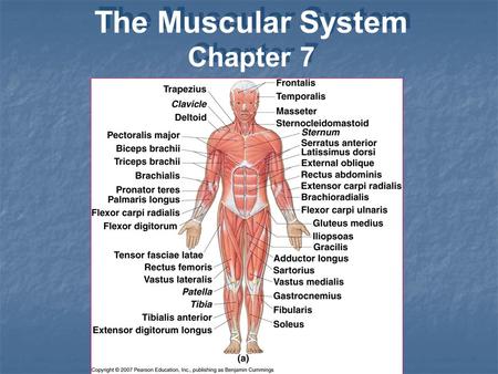 The Muscular System Chapter 7.