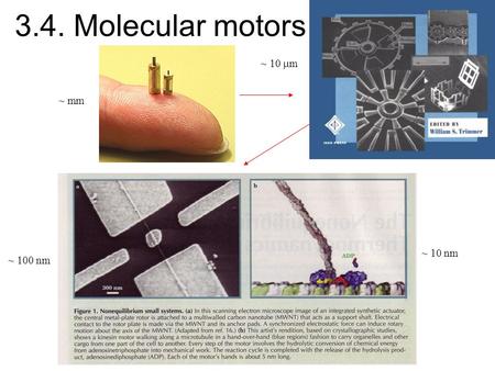 3.4. Molecular motors ~ 10 nm ~ 100 nm ~ 10  m ~ mm.