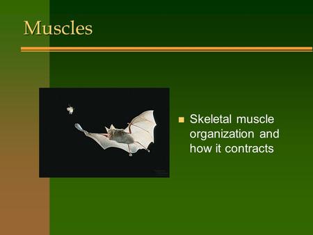 Muscles n Skeletal muscle organization and how it contracts.
