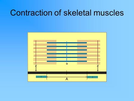 Contraction of skeletal muscles