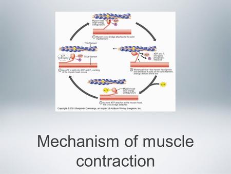 Mechanism of muscle contraction. The sliding filament Theory The way that muscles actually contract and shorten is a theory called the sliding filament.