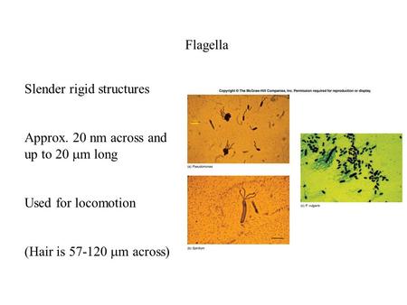 Flagella Slender rigid structures