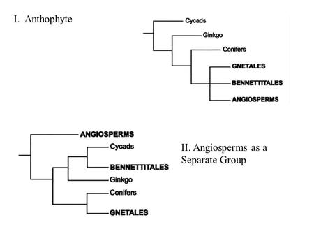 I. Anthophyte II. Angiosperms as a Separate Group.