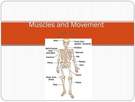 Muscles and Movement Topic 11.2.