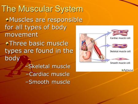 The Muscular System Muscles are responsible for all types of body movement Three basic muscle types are found in the body Skeletal muscle Cardiac muscle.