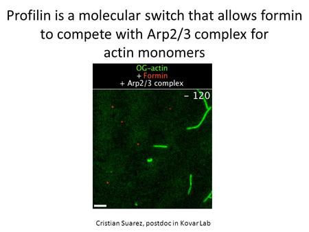 Profilin is a molecular switch that allows formin to compete with Arp2/3 complex for actin monomers Cristian Suarez, postdoc in Kovar Lab.