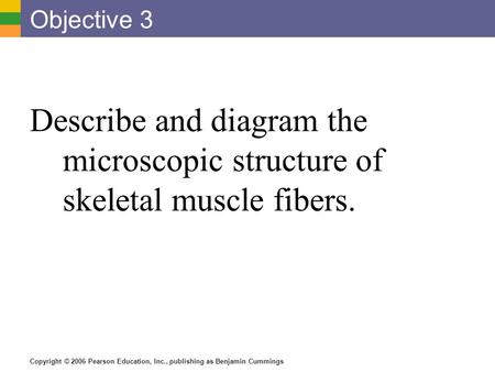 Objective 3 Describe and diagram the microscopic structure of skeletal muscle fibers.