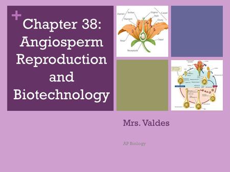Chapter 38: Angiosperm Reproduction and Biotechnology
