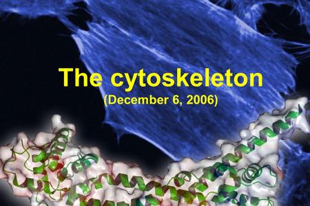 The cytoskeleton (December 6, 2006). 1. What is the cytoskeleton? 2. Filament types, and polymerization 3. Motor proteins.
