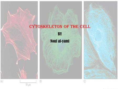 Cytoskeleton of the cell BY Nouf al-yami. cytoskeleton of the cell The cytoskeleton forms the skeleton of each cell and is responsible for its specific.