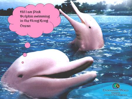 Hi! I am Pink Dolphin swimming in the Hong Kong Ocean.