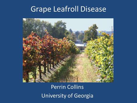 Grape Leafroll Disease Perrin Collins University of Georgia.