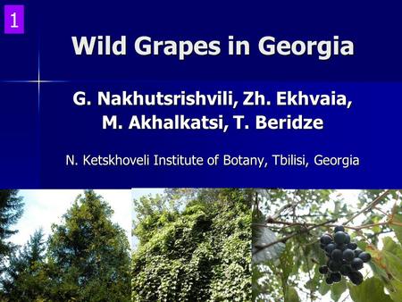 Wild Grapes in Georgia G. Nakhutsrishvili, Zh. Ekhvaia, M. Akhalkatsi, T. Beridze N. Ketskhoveli Institute of Botany, Tbilisi, Georgia 1.