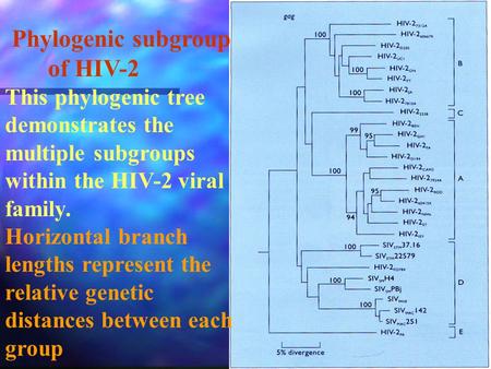 Phylogenic subgroup of HIV-2 This phylogenic tree demonstrates the multiple subgroups within the HIV-2 viral family. Horizontal branch lengths represent.