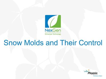 Snow Molds and Their Control. Introducing Snow Molds…….. Cold-tolerant fungi that grow at freezing or near freezing temperatures - Snow cover maintains.