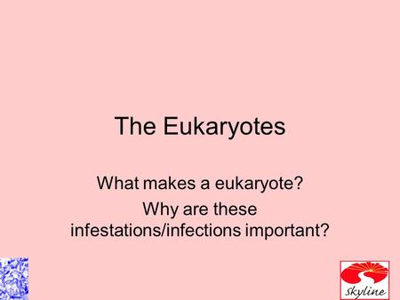 The Eukaryotes What makes a eukaryote? Why are these infestations/infections important?