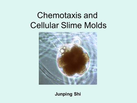 Chemotaxis and Cellular Slime Molds Junping Shi. Basic diffusion mechanism.