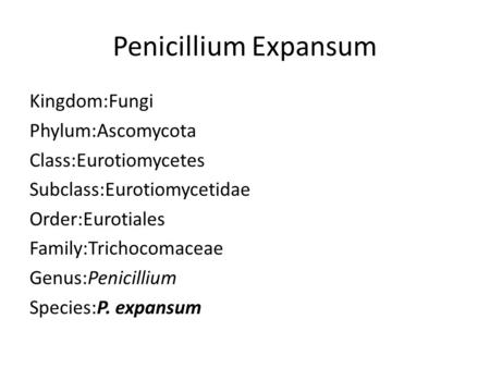 Penicillium Expansum Kingdom:Fungi Phylum:Ascomycota Class:Eurotiomycetes Subclass:Eurotiomycetidae Order:Eurotiales Family:Trichocomaceae Genus:Penicillium.