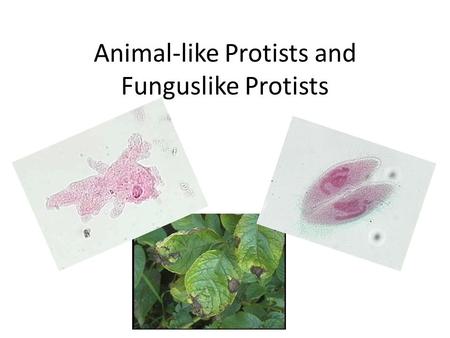 Animal-like Protists and Funguslike Protists. Before we begin…some review What does the term “eukaryotic” mean? What does the term “heterotroph” mean?