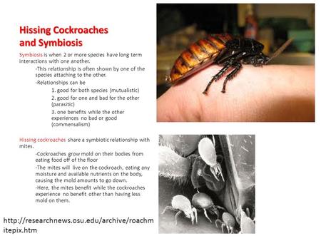 Hissing Cockroaches and Symbiosis Symbiosis is when 2 or more species have long term interactions with one another. -This relationship is often shown by.