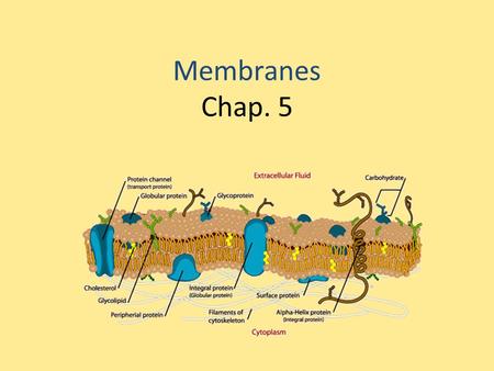 Membranes Chap. 5. Phosophlipids Phospholipids will form a bilayer when placed in water. Phospholipid bilayers are fluid.