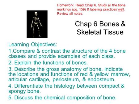 Chap 6 Bones & Skeletal Tissue
