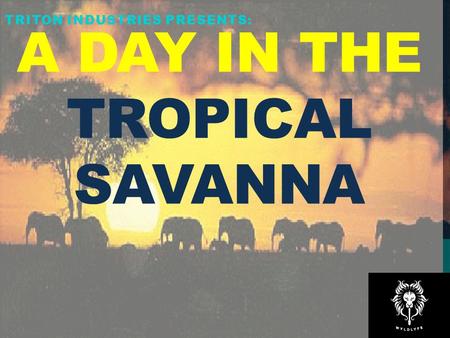 A Day in the Tropical Savanna