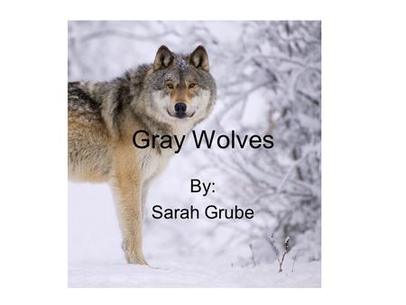 Gray Wolves By: Sarah Grube Have you ever heard a wolf howl and wondered about the creature that made that haunting noise? Well, my report will help.