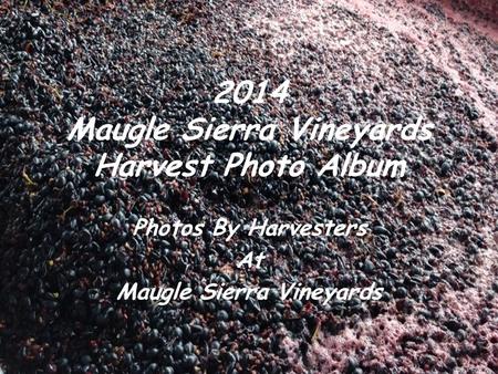 2014 Maugle Sierra Vineyards Harvest Photo Album Photos By Harvesters At Maugle Sierra Vineyards.