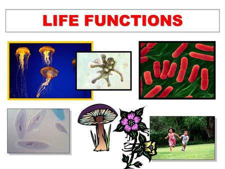 LIFE FUNCTIONS.