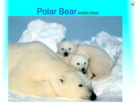 Polar Bear Amber Abdy What a polar bear looks like Bears look white but their fur is actually transparent clear with no colour. A Polar Bears foot is.
