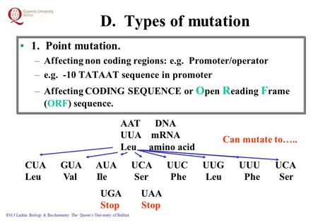 ©M J Larkin Biology & Biochemistry. The Queen’s University of Belfast. D. Types of mutation 1. Point mutation. –Affecting non coding regions: e.g. Promoter/operator.