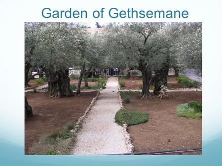 Garden of Gethsemane. Jesus Prayer at Gethsemane Divide the group to each take one of the three gospel readings Mark 14:32-42 Matthew 26:36-46 Luke 22:40-46.