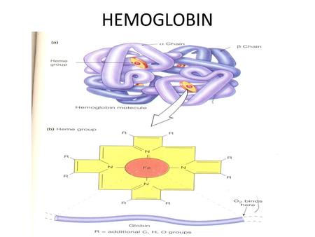 HEMOGLOBIN.