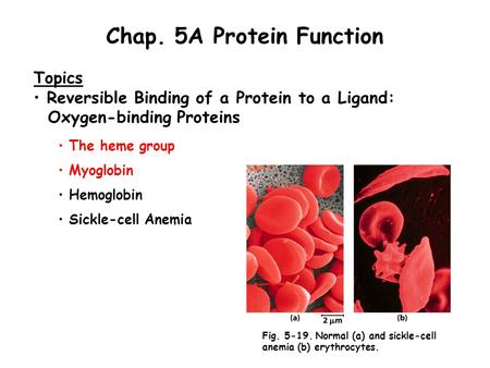 Chap. 5A Protein Function Topics Reversible Binding of a Protein to a Ligand: Oxygen-binding Proteins The heme group Myoglobin Hemoglobin Sickle-cell Anemia.